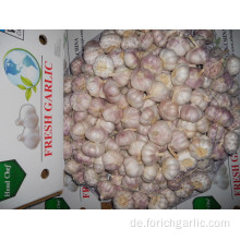 Fresh New Crop normaler weißer Knoblauch 5.0cm